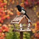 Vogelfutterhӓuser im Garten