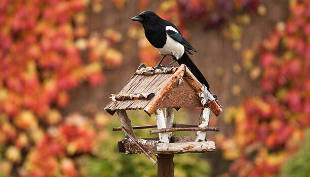 Vogelfutterhӓuser im Garten